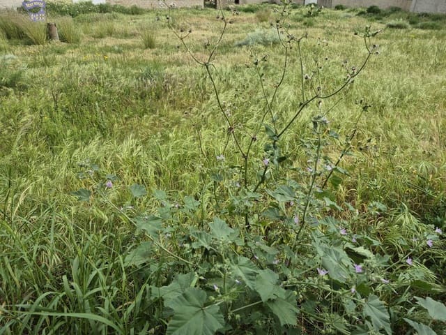 Terrain à Bâtir à vendre à Arcos de la Frontera - 325 000 € (Ref: 9762153)