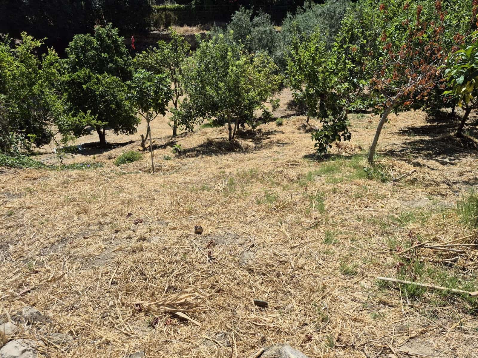 Terreno/Finca Rústica en Arcos de la Frontera en venta - 50.000 € (Ref: 9965467)