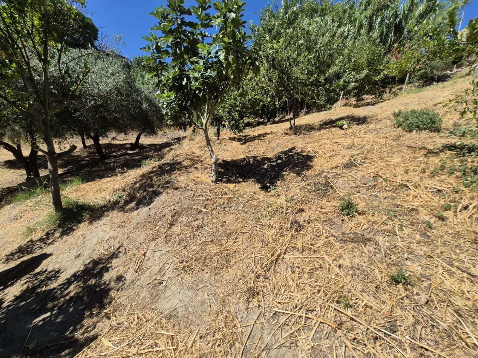 Terreno/Finca Rústica en Arcos de la Frontera en venta - 50.000 € (Ref: 9965467)