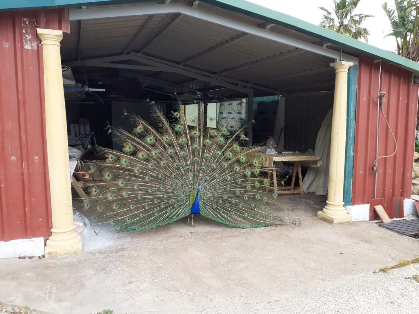 5 bedroom Finca/Country House for sale in Casabermeja with pool garage - € 525,500 (Ref: 6760049)