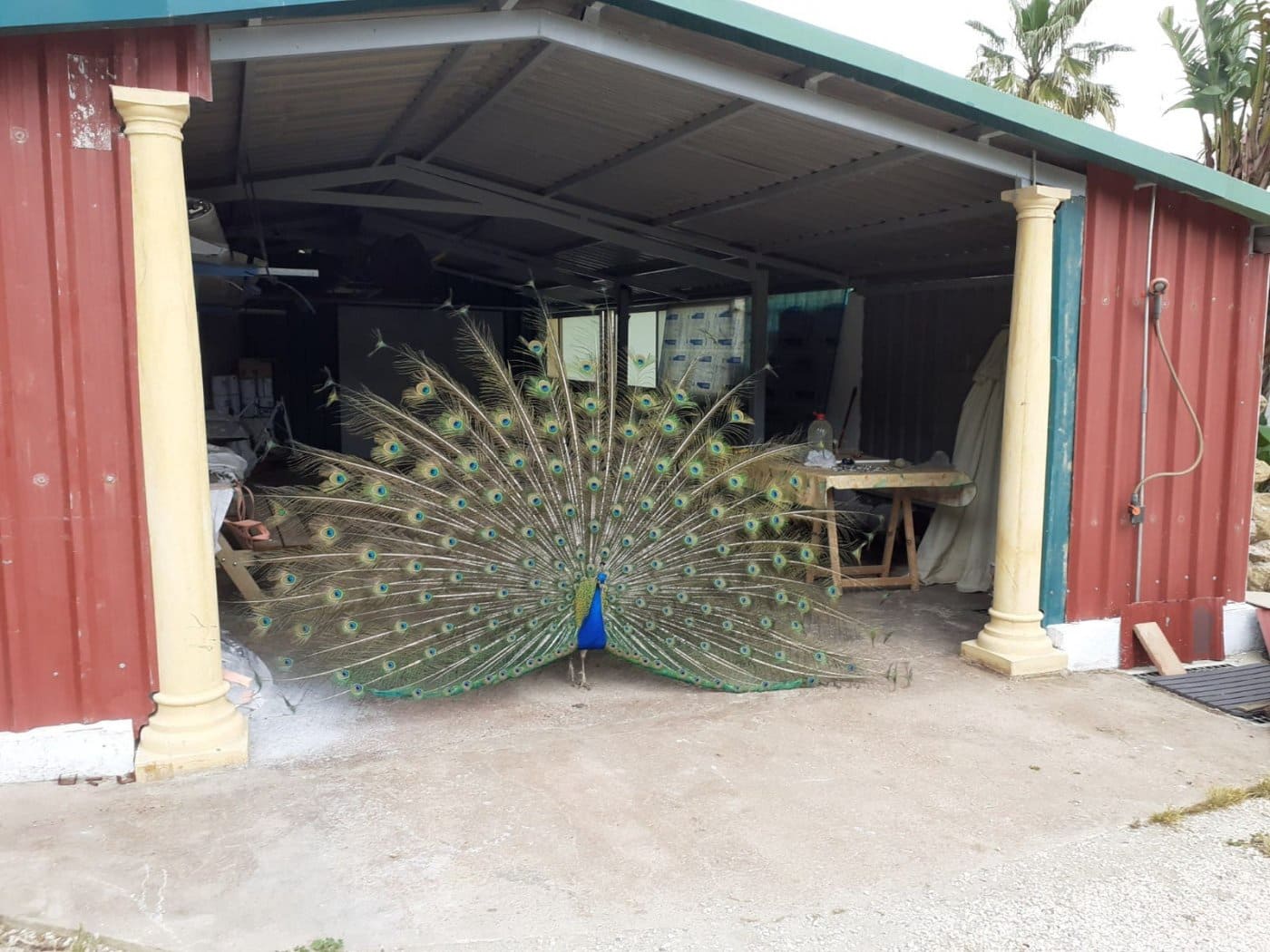 5 bedroom Finca/Country House for sale in Casabermeja with pool garage - € 525,500 (Ref: 6760049)