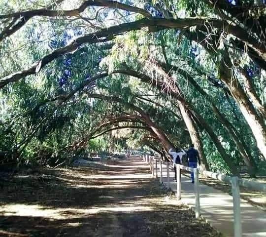 3 soveværelse Bungalow til salg i Torrevieja med swimmingpool garage - € 286.700 (Ref: 9642029)