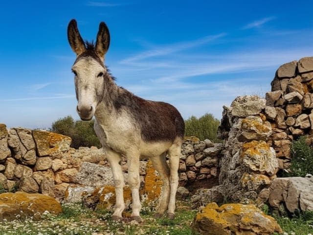 2 slaapkamer Finca/Landhuis te koop in Alaró - € 670.000 (Ref: 10075516)
