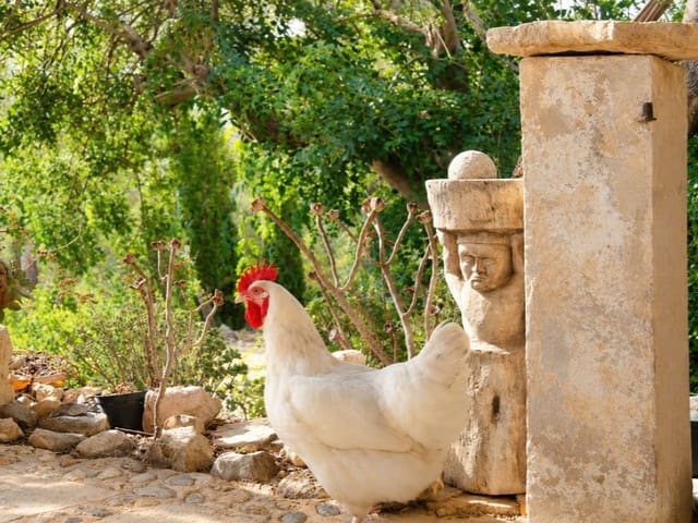2 slaapkamer Finca/Landhuis te koop in Alaró - € 825.000 (Ref: 10171243)