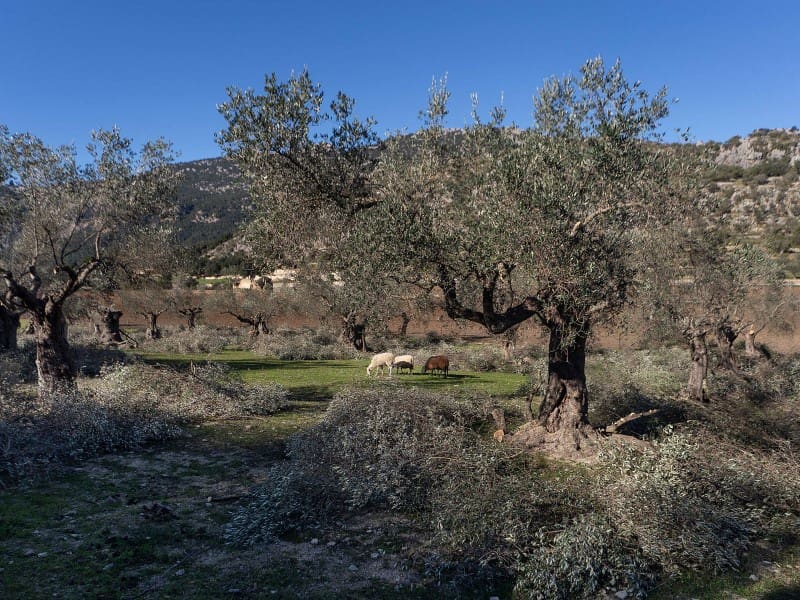 5 soveværelse Finca/Landehus til salg i Orient - € 1.490.000 (Ref: 5801348)