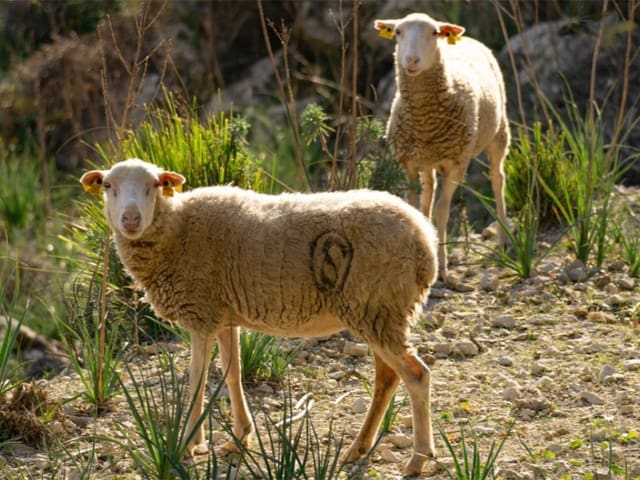 7 Zimmer Finca/Landgut zu verkaufen in Lloret de Vista Alegre mit Pool - 3.800.000 € (Ref: 6226761)