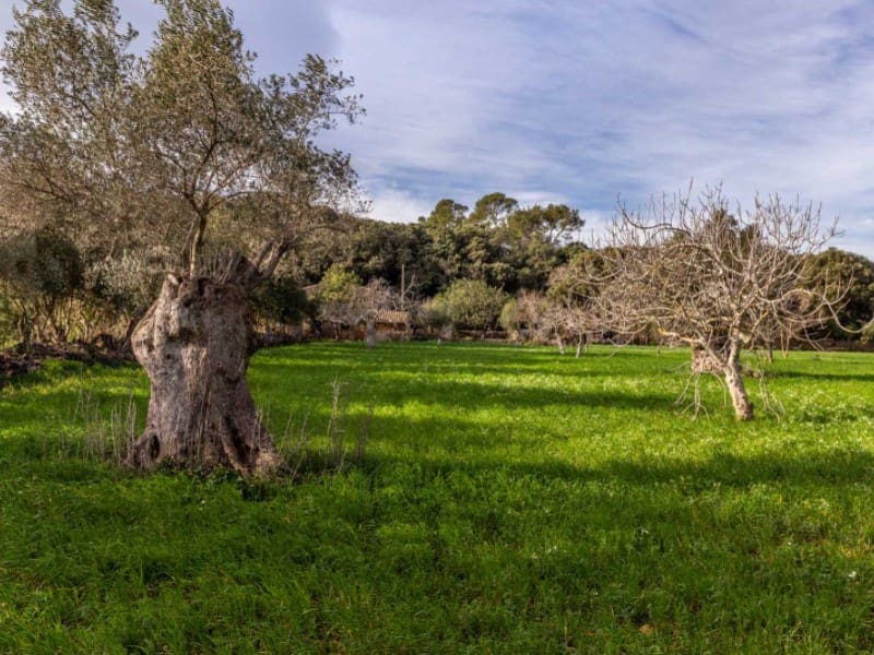 4 soveværelse Finca/Landehus til salg i Pollensa / Pollenca med garage - € 890.000 (Ref: 6445030)