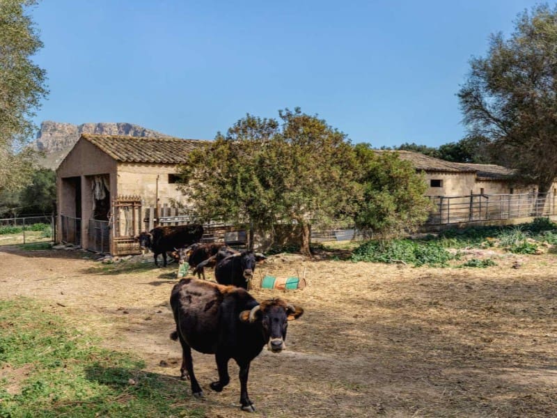 8 sypialnia Finka/Dom wiejski na sprzedaż w Arta z garażem - 7 800 000 € (Ref: 6679110)