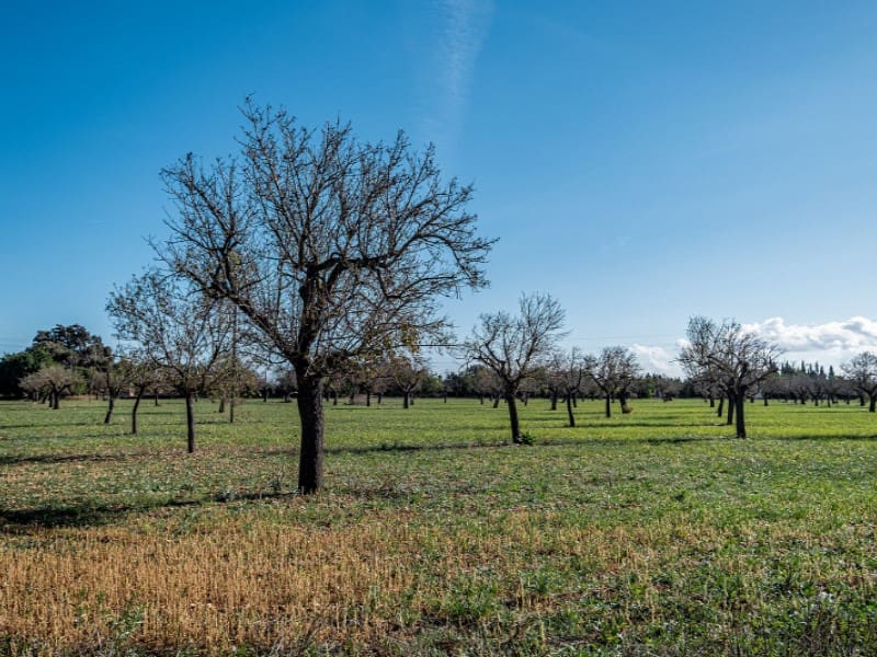 4 soveværelse Finca/Landehus til salg i Binissalem - € 3.500.000 (Ref: 7205121)