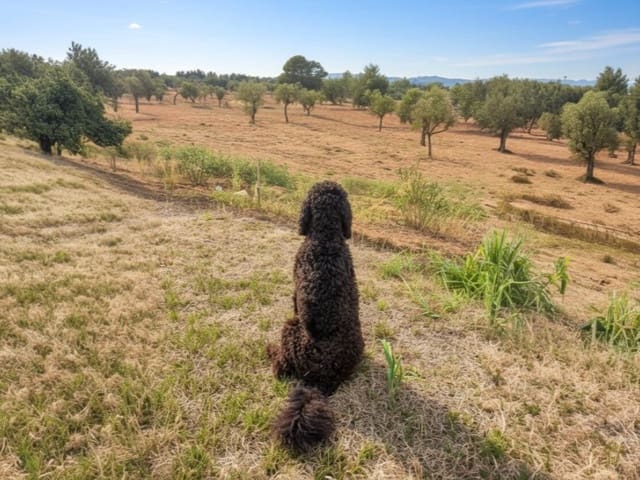 3 slaapkamer Villa te koop in Sa Cabaneta / La Cabaneta, Marratxí met garage - € 899.000 (Ref: 7353712)