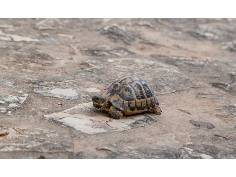 5 chambre Finca/Maison de Campagne à vendre à Son Serra de Marina avec piscine garage - 2 200 000 € (Ref: 7702336)