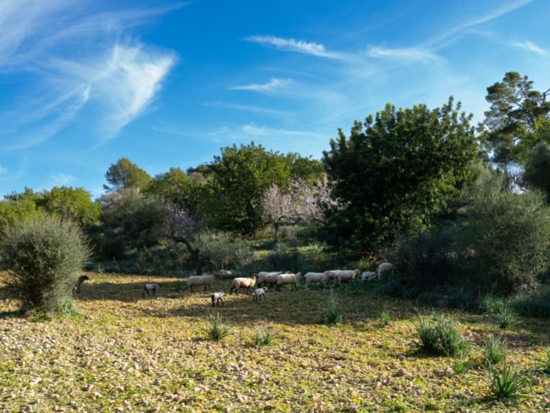 4 soveværelse Finca/Landehus til salg i Alaro - € 2.230.000 (Ref: 8073535)