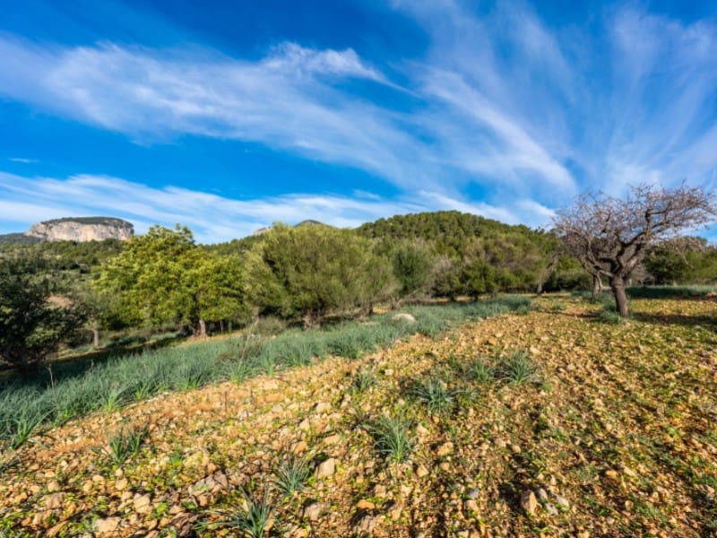 4 soveværelse Finca/Landehus til salg i Alaro - € 2.230.000 (Ref: 8073535)