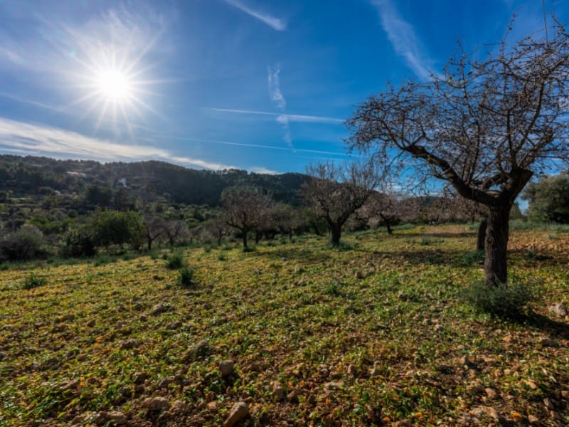 4 soveværelse Finca/Landehus til salg i Alaro - € 2.230.000 (Ref: 8073535)