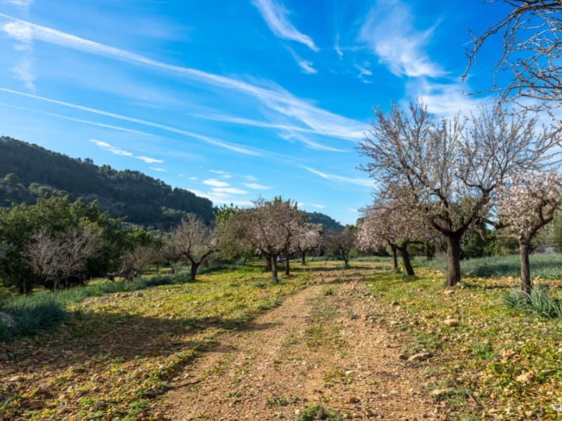 4 soveværelse Finca/Landehus til salg i Alaro - € 2.230.000 (Ref: 8073535)