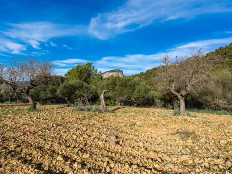 4 soveværelse Finca/Landehus til salg i Alaro - € 2.230.000 (Ref: 8073535)