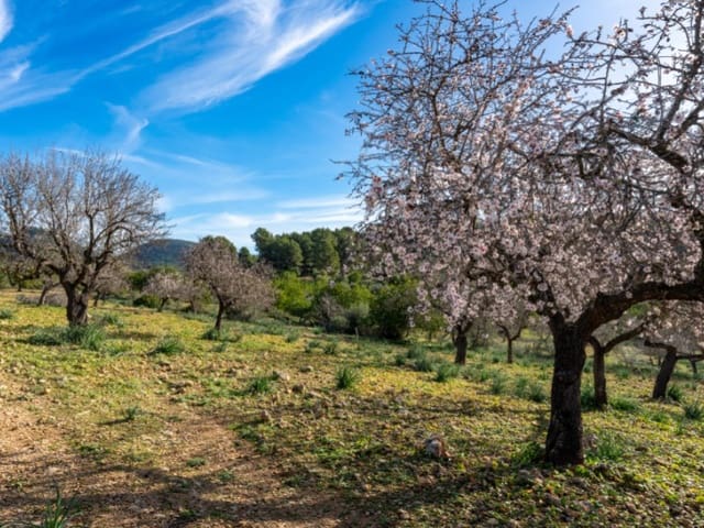 4 soveværelse Finca/Landehus til salg i Alaró - € 2.230.000 (Ref: 8073535)