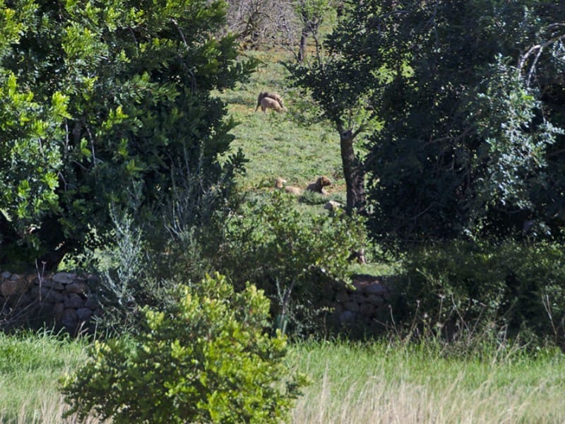 4 quarto Quinta/Casa Rural para venda em Alaro com piscina - 3 200 000 € (Ref: 8139379)