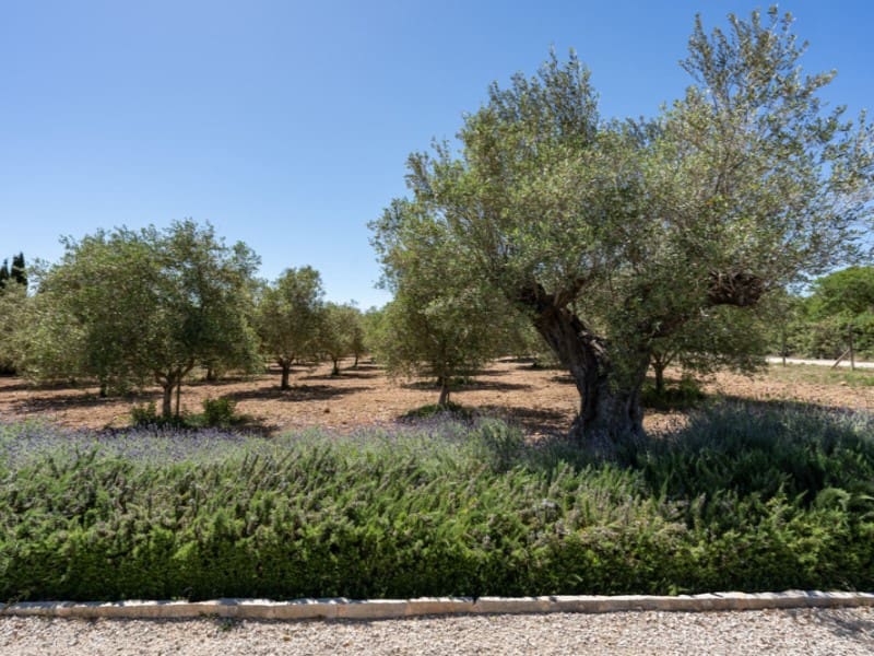 5 soveværelse Finca/Landehus til salg i Calvia med swimmingpool garage - € 7.250.000 (Ref: 8250288)