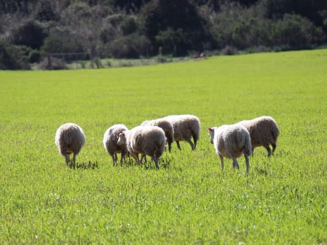 4 makuuhuone Maalaistalo myytävänä paikassa Son Gual, Palma de Mallorca mukana uima-altaan 
autotalli - 6 150 000 € (Ref: 8534343)