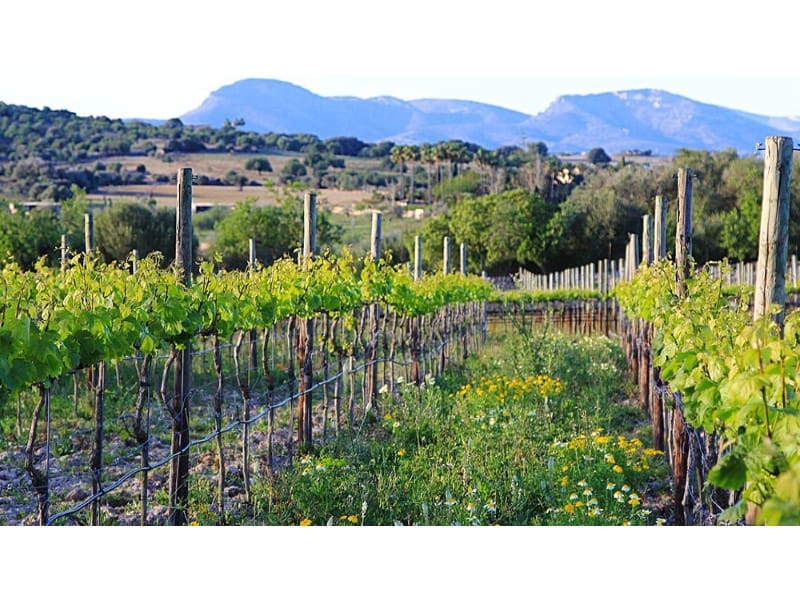 10 slaapkamer Finca/Landhuis te koop in Manacor - € 9.500.000 (Ref: 8665837)