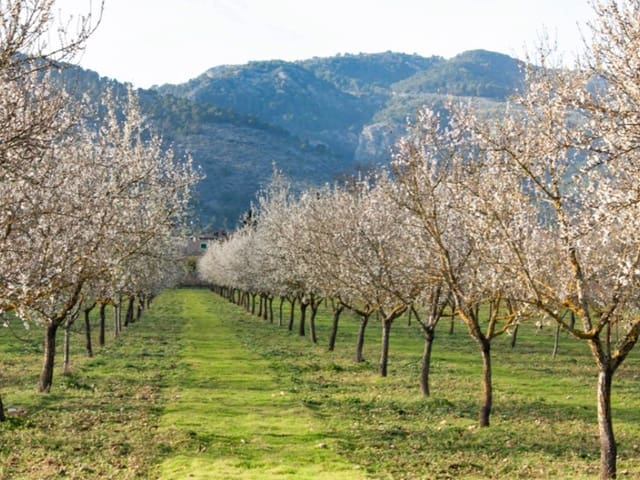 Terreno/Finca Rústica en Sóller en venta - 1.950.000 € (Ref: 8809875)