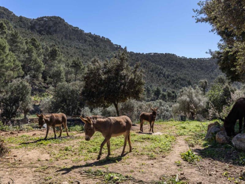 6 makuuhuone Maalaistalo myytävänä paikassa Santa Maria del Cami - 4 500 000 € (Ref: 8880049)