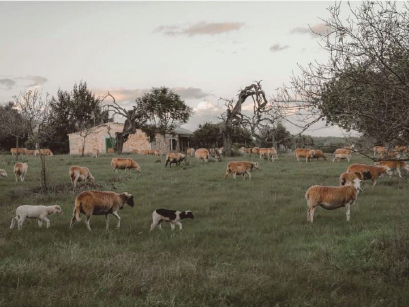 4 bedroom Finca/Country House for sale in Manacor with pool garage - € 6,250,000 (Ref: 9062673)