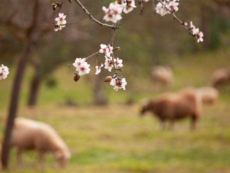 5 sovrum Villa till salu i Manacor med pool - 1 500 000 € (Ref: 9145665)