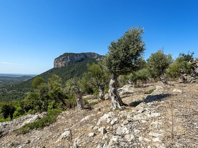 3 soverom Finca/Herregård til salgs i Alaro - € 2 500 000 (Ref: 9166088)