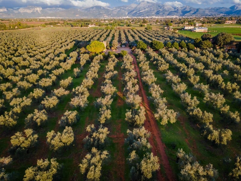 4 soveværelse Finca/Landehus til salg i Sencelles - € 3.700.000 (Ref: 9171573)