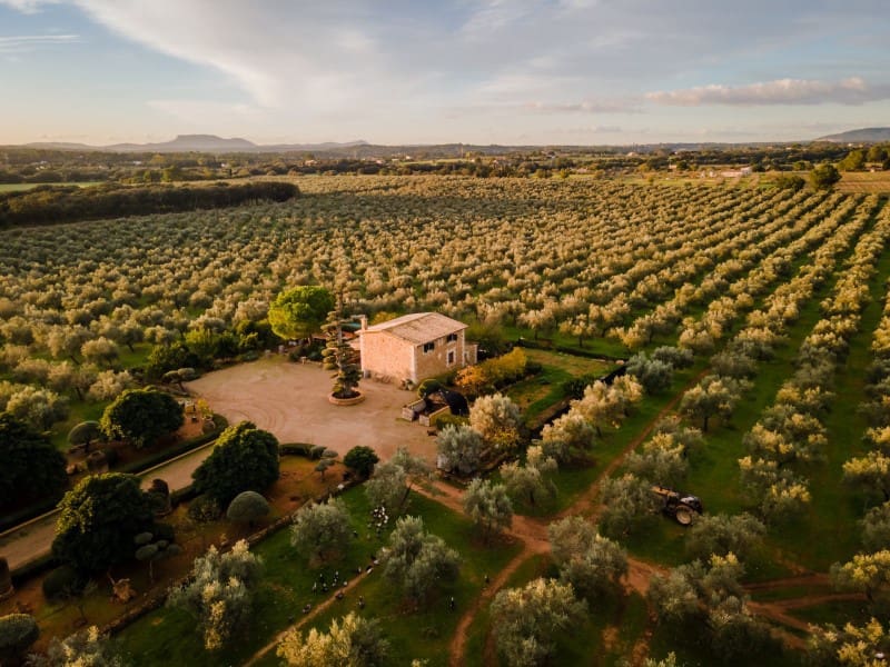 4 soveværelse Finca/Landehus til salg i Sencelles - € 3.700.000 (Ref: 9171573)