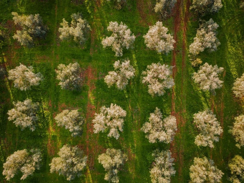 4 soveværelse Finca/Landehus til salg i Sencelles - € 3.700.000 (Ref: 9171573)