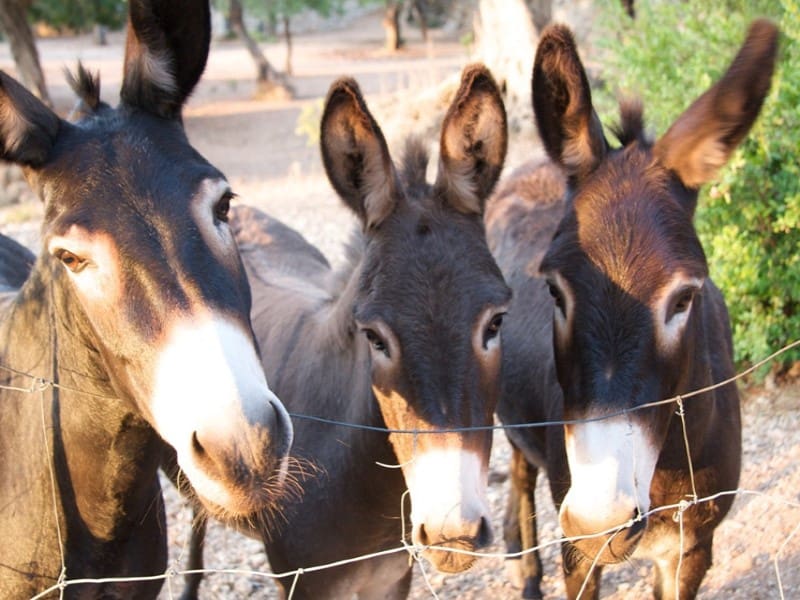 4 sypialnia Finka/Dom wiejski na sprzedaż w Soller z basenem - 5 950 000 € (Ref: 9171576)