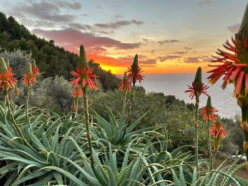 4 sypialnia Finka/Dom wiejski na sprzedaż w Soller z basenem - 5 950 000 € (Ref: 9171576)