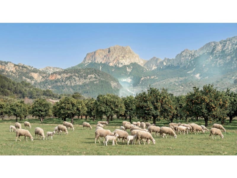 5 bedroom Villa for sale in Soller - € 1,200,000 (Ref: 9262908)