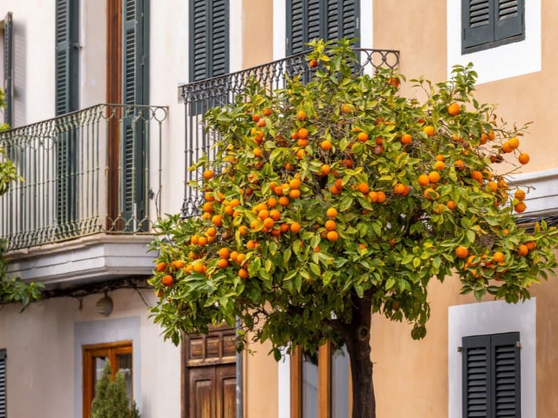 2 soverom Villa til salgs i Santanyi - € 580 000 (Ref: 9303685)