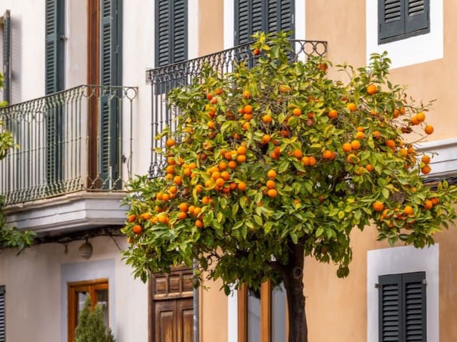 2 soverom Villa til salgs i Santanyí - € 580 000 (Ref: 9303685)