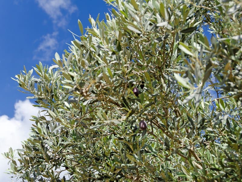 5 slaapkamer Finca/Landhuis te koop in Pollensa / Pollenca met zwembad - € 5.500.000 (Ref: 9363097)