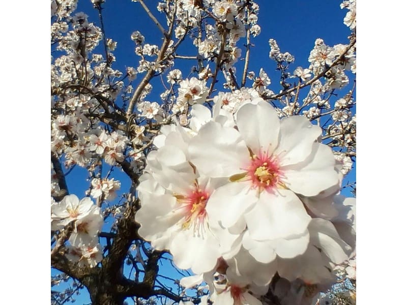 8 chambre Finca/Maison de Campagne à vendre à Arta avec piscine garage - 7 000 000 € (Ref: 9383291)