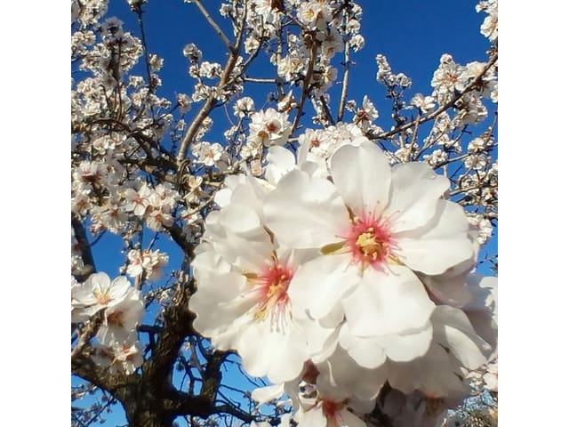 Finca/Casa Rural de 8 habitaciones en Artà en venta con piscina garaje - 7.000.000 € (Ref: 9383291)