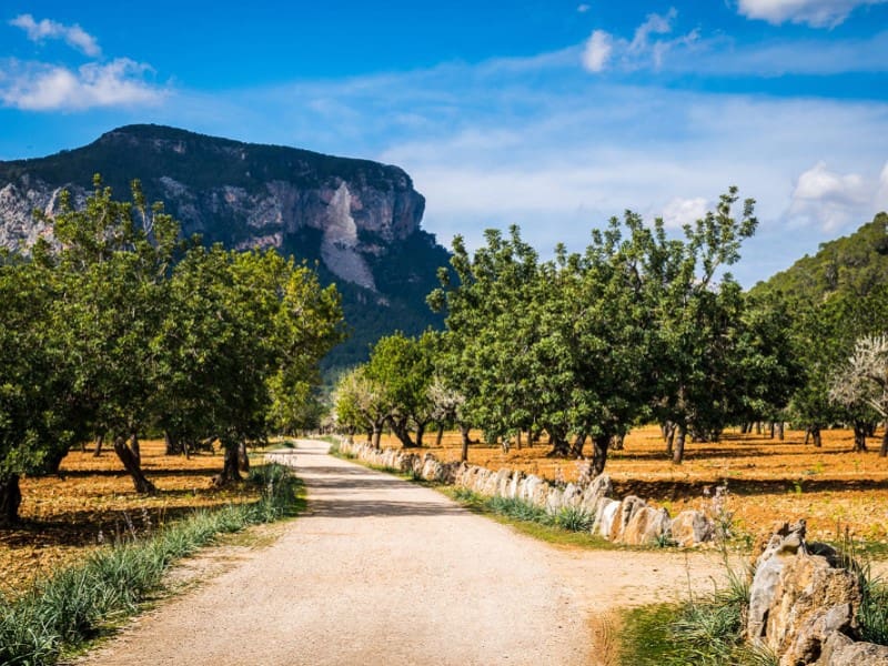 7 slaapkamer Finca/Landhuis te koop in Alaro met zwembad - € 4.950.000 (Ref: 9388322)