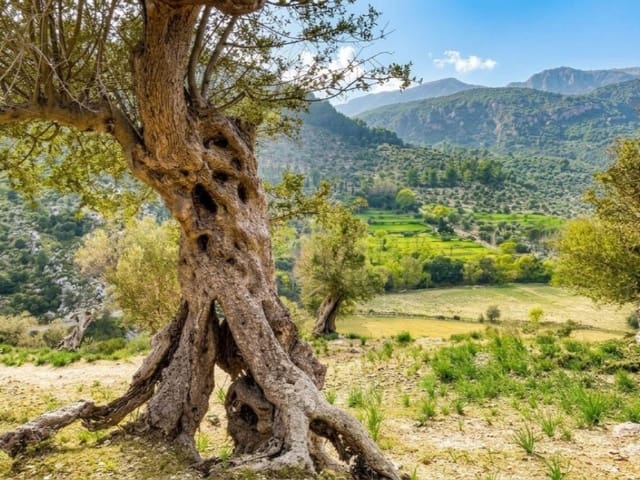 4 Zimmer Finca/Landgut zu verkaufen in L'Aranjassa / S'Aranjassa, Palma de Mallorca mit Pool Garage - 1.550.000 € (Ref: 9450339)