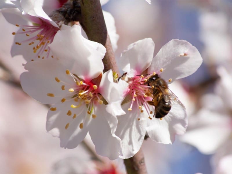 Undeveloped Land for sale in Costitx - € 980,000 (Ref: 9528395)