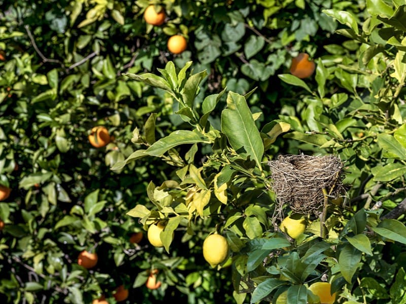 Chalet de 4 habitaciones en Alaró en venta - 460.000 € (Ref: 9543459)