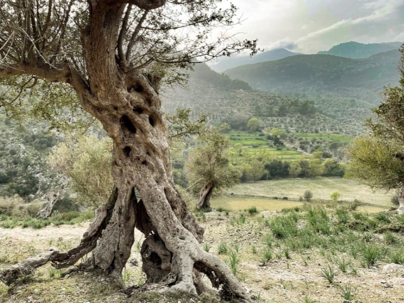 Undeveloped Land for sale in Puntiro - € 650,000 (Ref: 9551836)