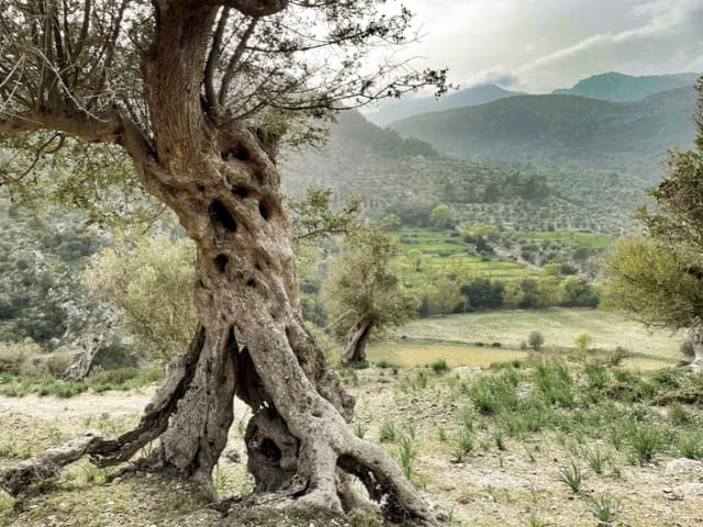 Teren niezagospodarowany na sprzedaż w Puntiró, Palma de Mallorca - 650 000 € (Ref: 9551836)