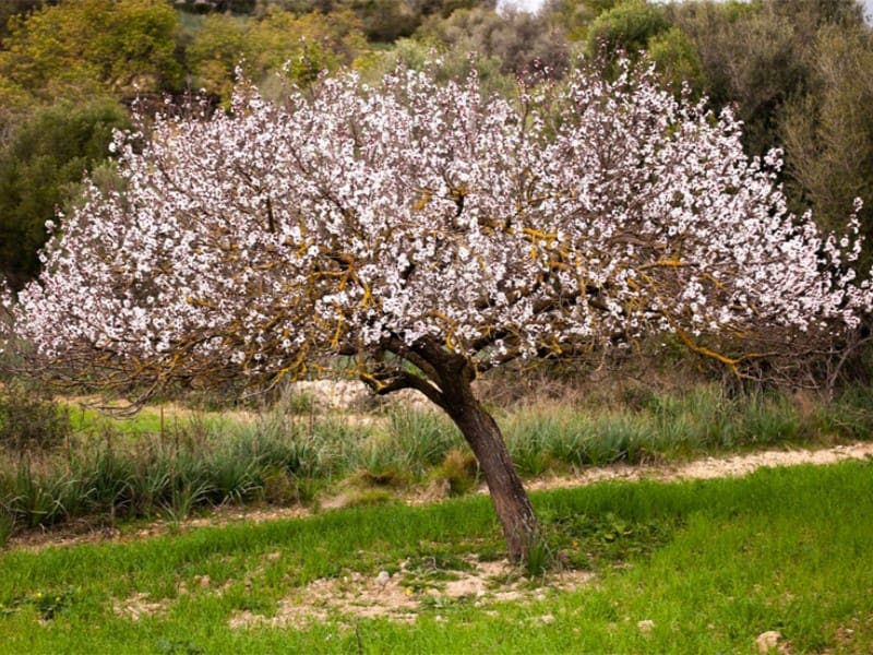 3 soveværelse Villa til salg i Sa Pobla med swimmingpool - € 1.080.000 (Ref: 9565367)