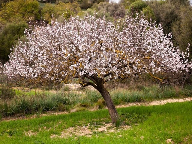 3 soveværelse Villa til salg i Sa Pobla med swimmingpool - € 1.080.000 (Ref: 9565367)