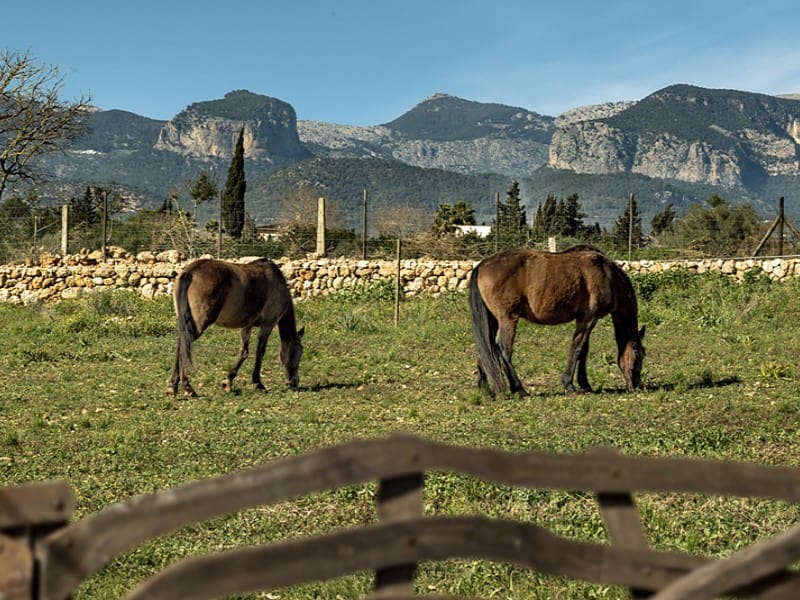 5 bedroom Finca/Country House for sale in Sencelles with pool - € 1,550,000 (Ref: 9568895)